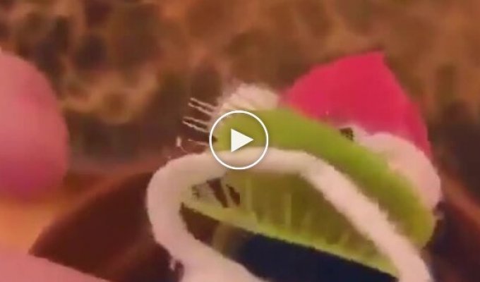 Наряжаем мухоловку к Новому году