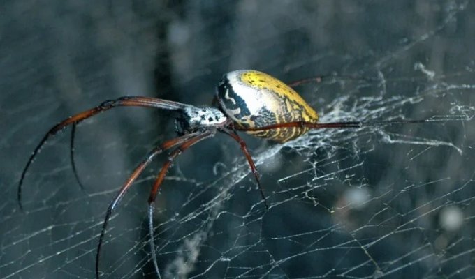 A spider that spins "golden threads" lives in Madagascar (7 photos)