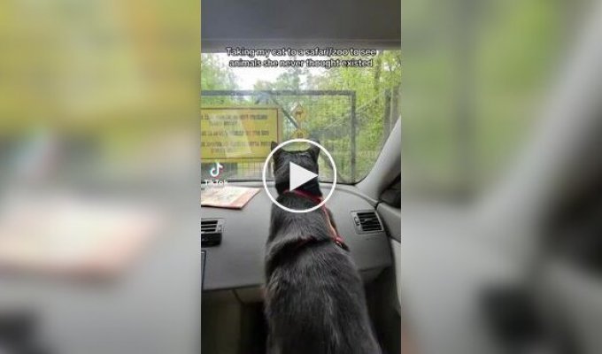 A cat visited a zoo for the first time and saw wild animals