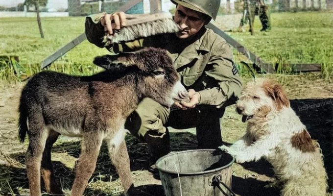 Редкие и интересные фотоматериалы с фронтов Второй Мировой Войны (21 фото)