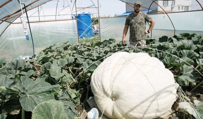 Фермер из России вырастил тыкву весом 544 килограмма (3 фото + видео)
