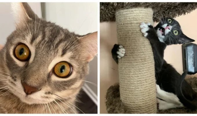 25 ярких примеров тайных планов и замыслов, написанных на усатой морде (26 фото)