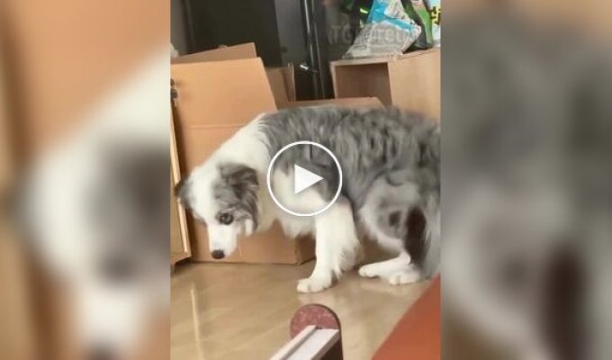 Кот задумал что-то плохое