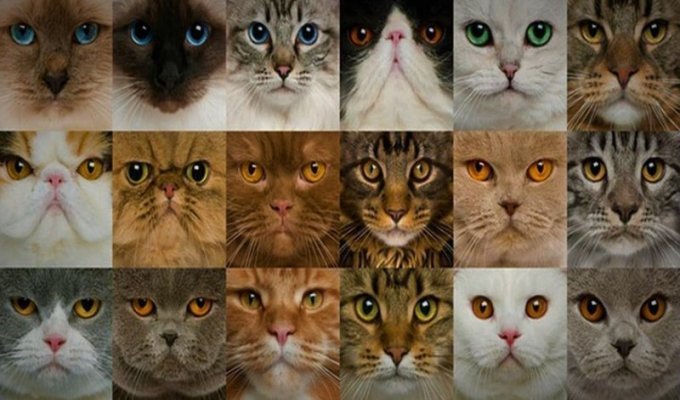 Породы кошек (84 фото)