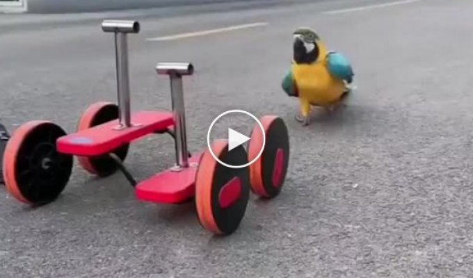 Велосипед для попугая