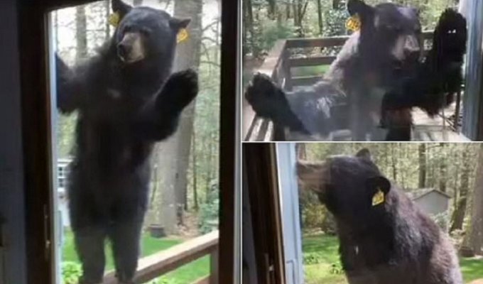 Домохозяйка сняла репортаж о том, как в ее дом ломился медведь (7 фото)