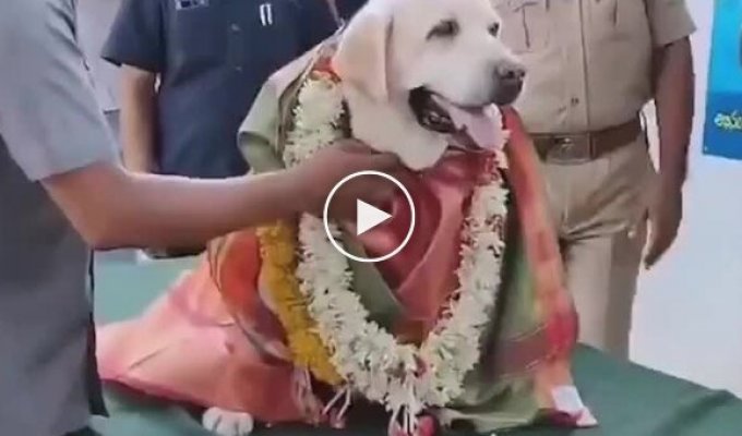 В Индии на пенсию проводили собаку-ищейку, 12 лет проработавшую в полиции