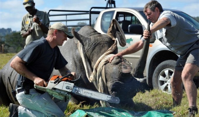 Cрезают рога носорогам, чтоб спасти их (4 фото)