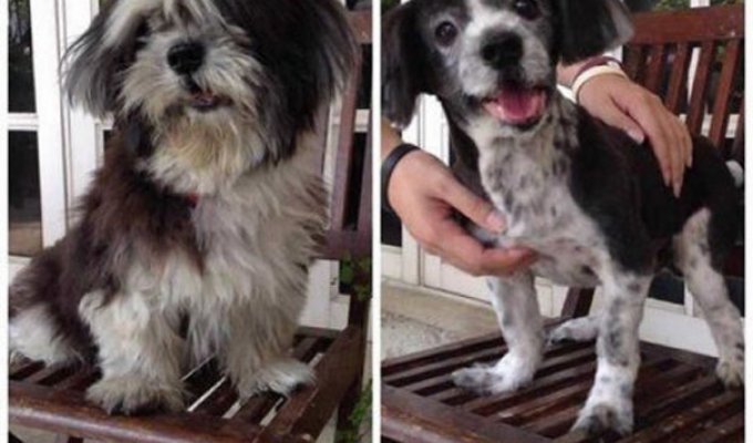 Классные снимки собак до и после стрижки (16 фото)