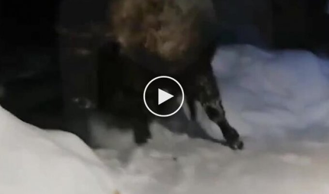 In Russia, a huge bison “came to visit” local residents