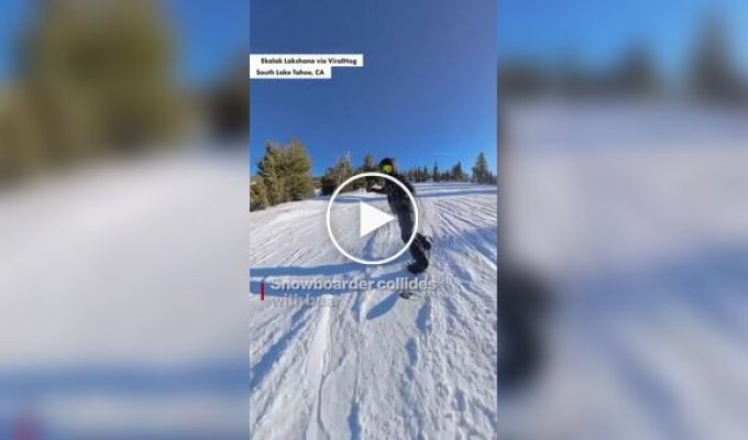 Snowboarders collide with a bear while speeding down a mountain