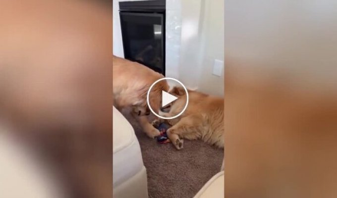 Миссия невыполнима: пес пытается стащить игрушку у спящего сородича