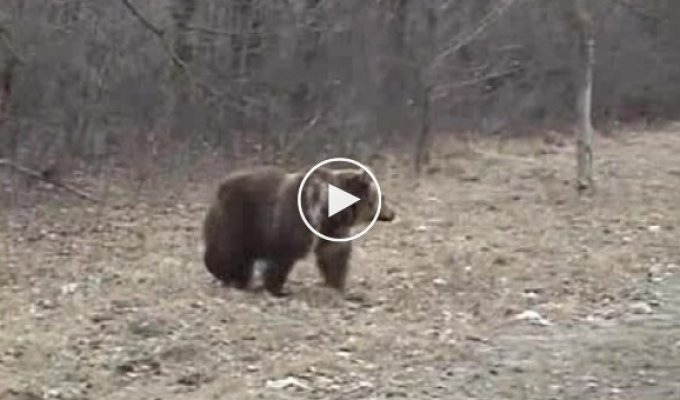 Медведь на дорогах Украины