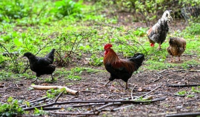 Real terror: wild chickens turned the lives of residents of a British village into “hell” (3 photos)