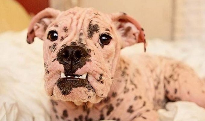 Love turned a small hairless bulldog into a gorgeous shaggy dog (2 photos)
