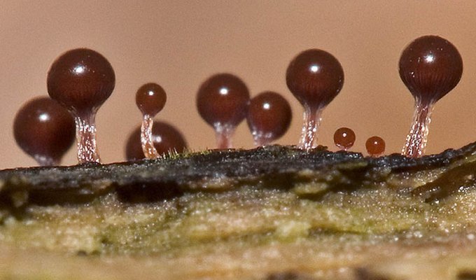 Слизевые грибы (22 фото)