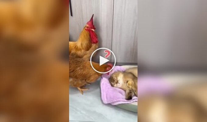 A cat warmed up chicks