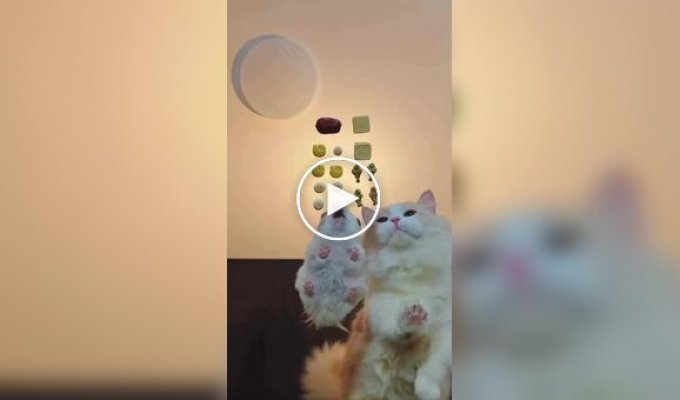 Хом'як обійшов кішку в «перегоні» за ласощами