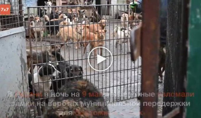 В российском городе зоо-Робин Гуд помог выбраться на волю 500 бездомным псам