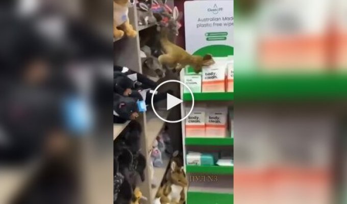 В Австралии поссум спрятался среди игрушек в магазине аэропорта