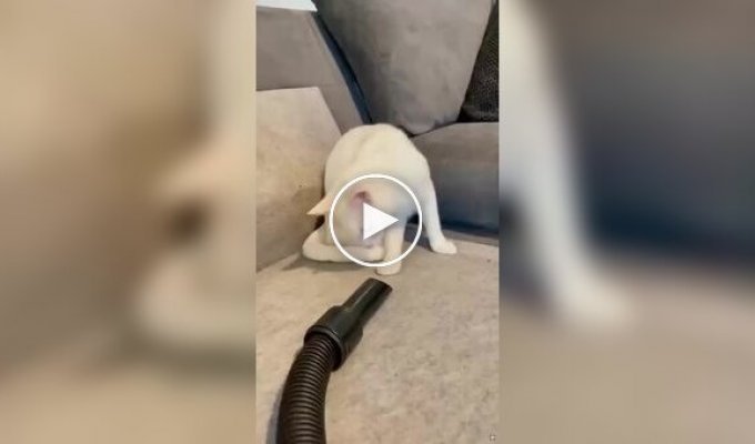 Curious cat and vacuum cleaner