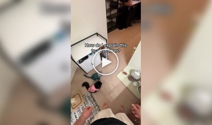 Кошки начинают есть из мисок только после особого ритуала