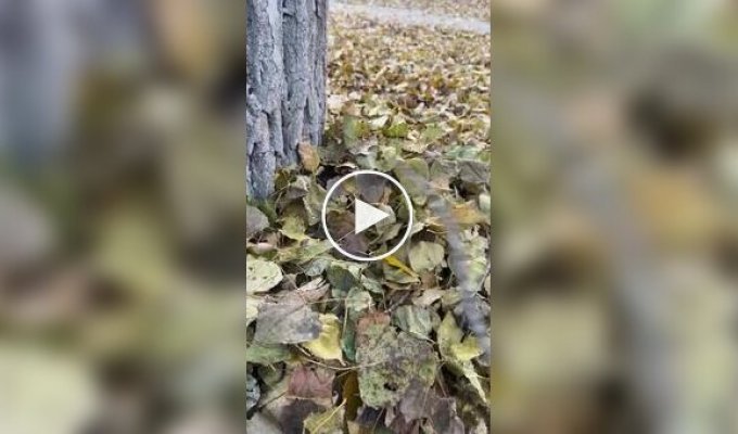 Осеннее настроение