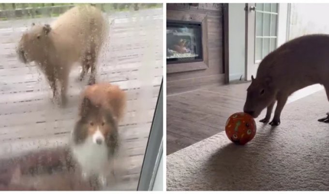 Dog Befriends Pair of Capybaras (2 Photos + 1 Video)