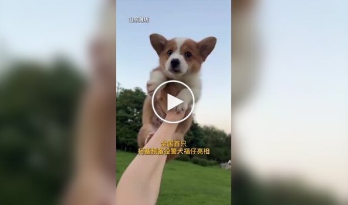 In China, a corgi joined the police force