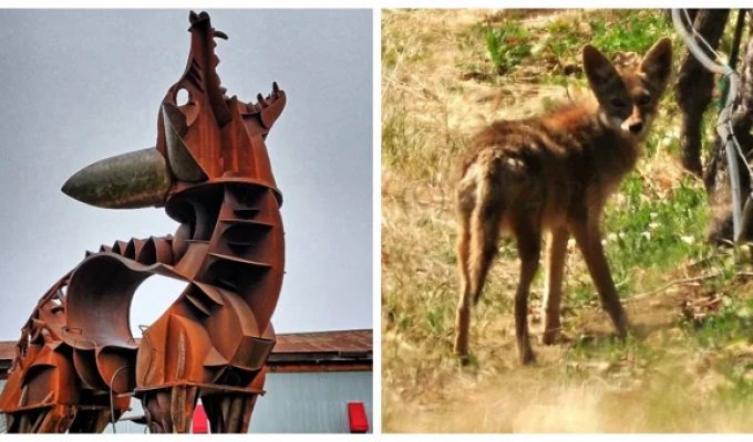 A Metal Coyote Is an Unusual Example of an Art Brut Cultural Object (5 photos)