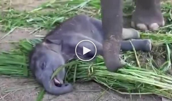 Спящий слоненок и голодная мама