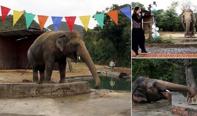 "Самый одинокий слон в мире" наконец-то уезжает жить в заповедник (10 фото)