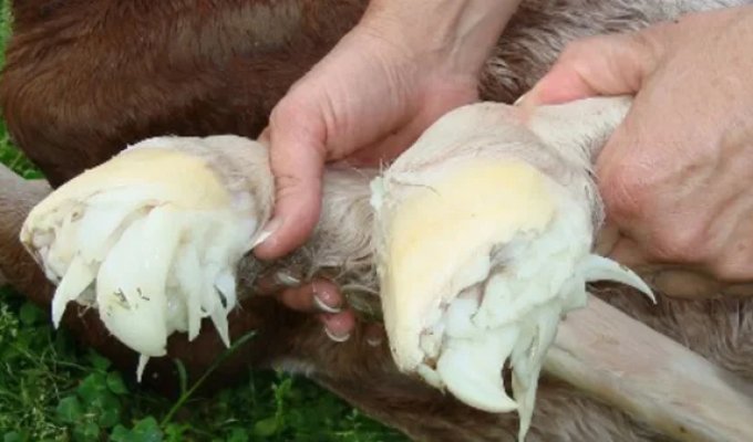 «Щупальца» на копытах жеребят (5 фото)