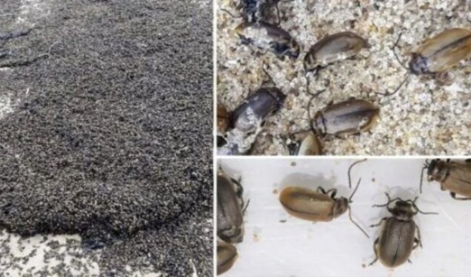 Более 100 000 мертвых жуков вымыло на пляж в Йоркшире (5 фото + 1 видео)