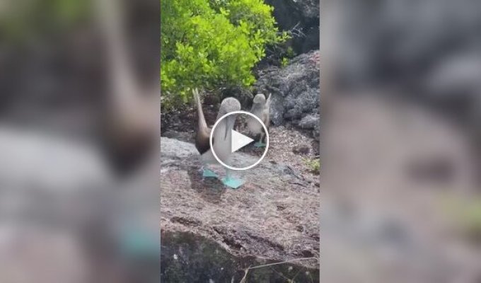 Пара голубоногих олуш хвастается своими новыми сапожками