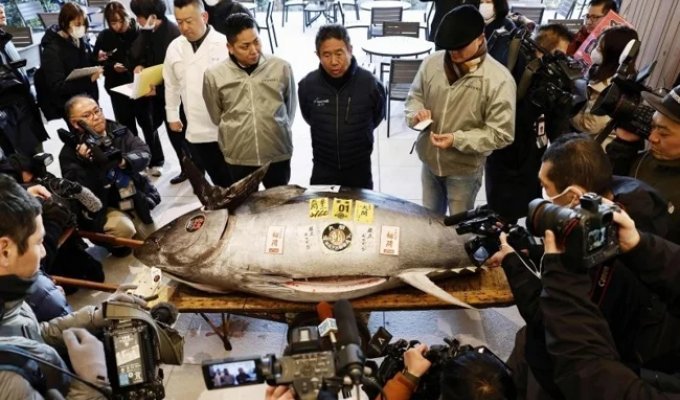 “Fat as a cow”: a giant tuna was sold at an auction in Japan for 1.3 million dollars (2 photos + 1 video)