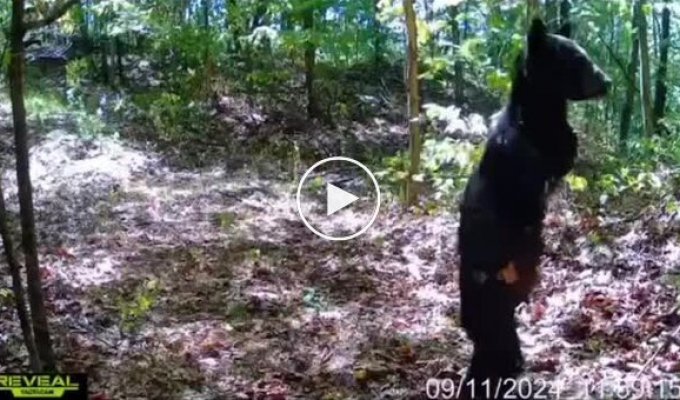 A bear without front paws lives in the mountains of West Virginia