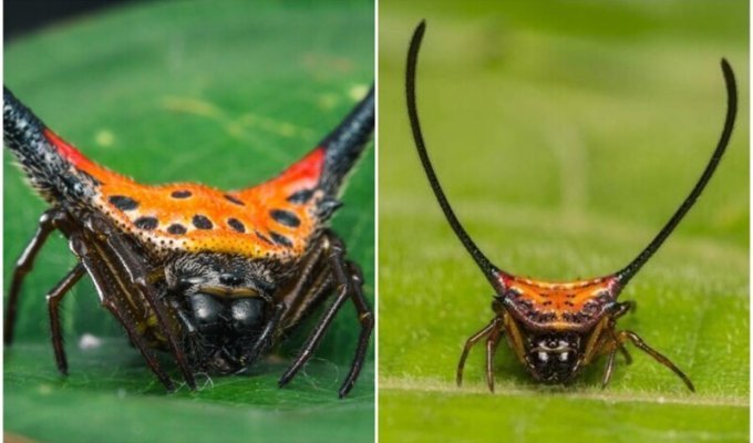Почти приспешник дьявола: паук Macracantha arcuata (6 фото + 1 видео)
