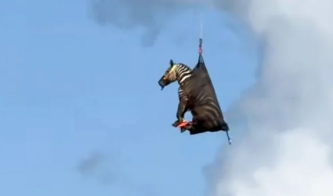 В США неделю ловили сбежавшую от хозяина зебру (5 фото + 1 видео)