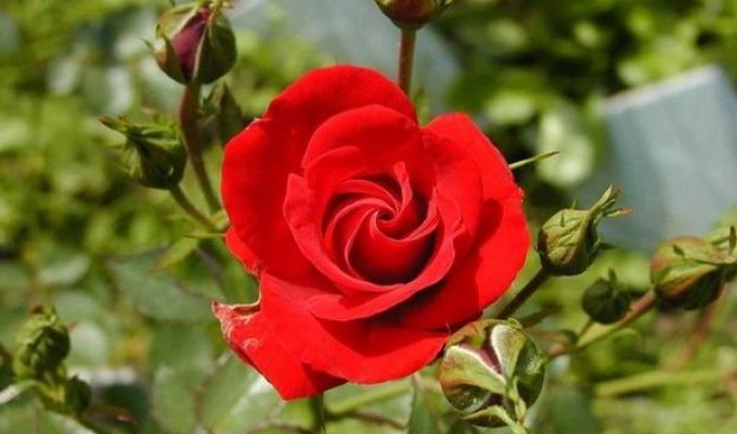 Розы (12 фото)