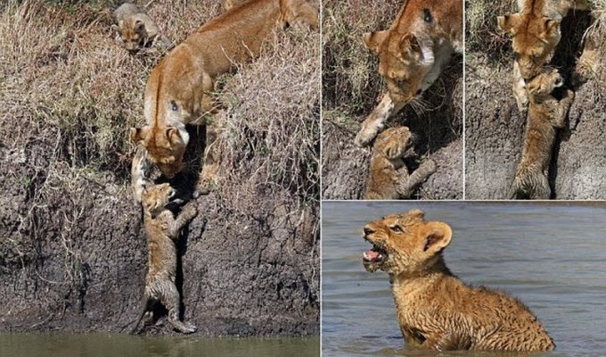 Львица помогла львенку перебраться через реку (13 фото)