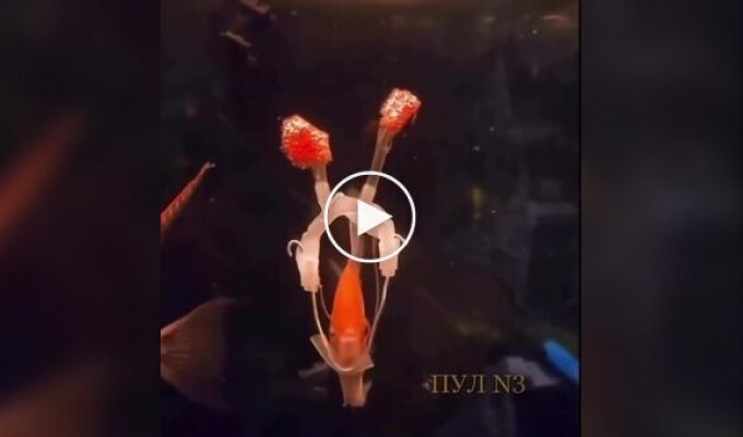 Хозяин исполнил желание рыбки