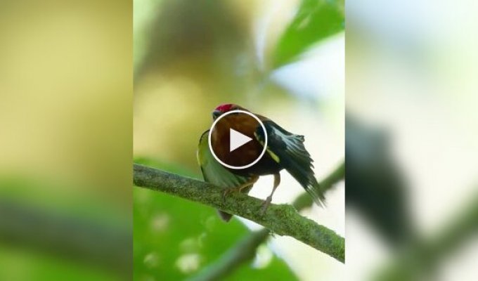 Манакины — необычные птицы-музыканты, которые не поют, а играют