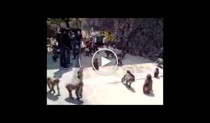 Огромное количество голодных обезьян