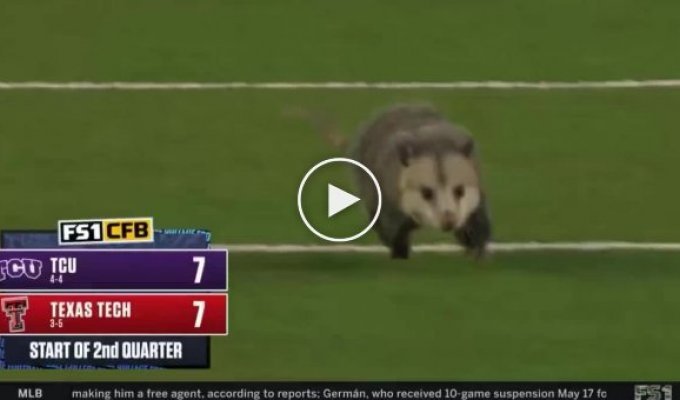 The plump possum prevented the Americans from playing football