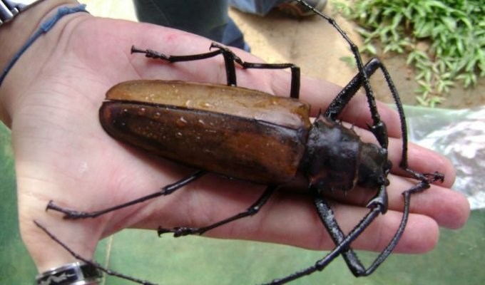 Громадный жук (10 фото)