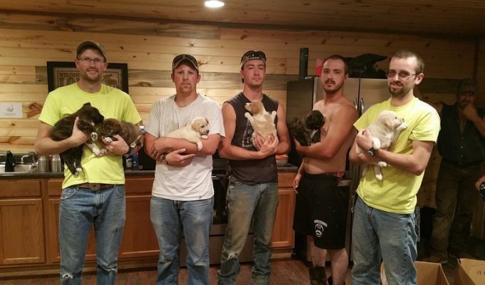 These guys' bachelor party turned into a quest and rescue of 7 pot-bellied puppies (4 photos)