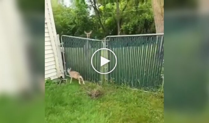 Family reunion: Girl helps baby deer return to mother