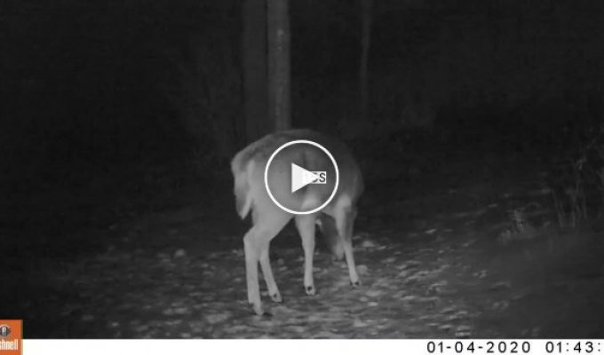 Captivating and unique video shows a deer shedding its antlers