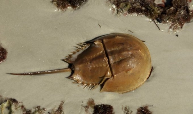 Horseshoe crab: an ancient inhabitant of the planet who helps people (11 photos)